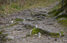 Wurzeln der Rotbuche, © Naturpark Purkersdorf/G.Orosel