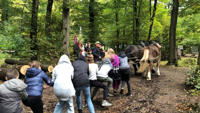 Draw Horse Nature Park - Gentle Forest Management , © Naturpark Purkersdorf