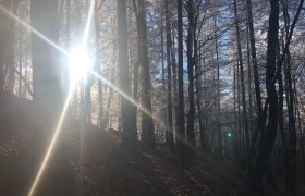 Forest for the soul, © Naturpark Purkersdorf/Orosel