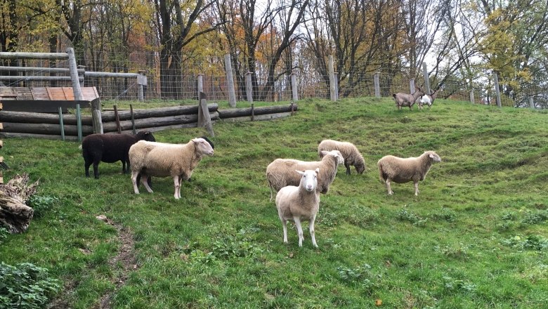 Sheep and goats at the Kellerwiese, © Naturpark Purkersdorf