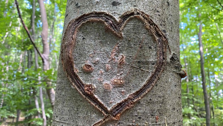 Ein Buchenherz für den Naturpark, © Naturpark Purkersdorf