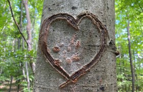 Ein Buchenherz für den Naturpark, © Naturpark Purkersdorf