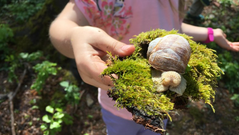 Den Lebensraum Waldboden entdecken , © Naturpark Purkersdorf