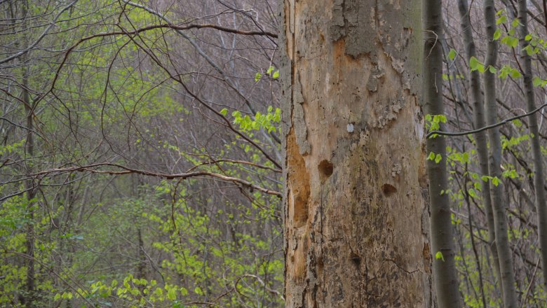 Totholz, © Naturpark Purkersdorf/G.Orosel