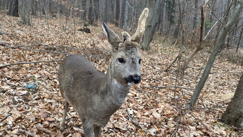 Wildtiergehege: Rehbock mit asymetrischem Geweih, © Naturpark Purkersdorf