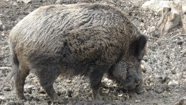 Wildtiergehege: Wildschweinkeiler, © Naturpark Purkersdorf