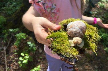 Discover the forest floor habitat, © Naturpark Purkersdorf