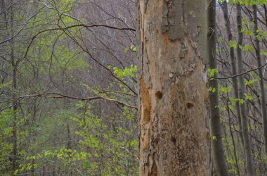 Totholz, © Naturpark Purkersdorf/G.Orosel