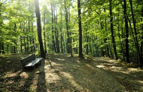 Recreation under the beech canopy, © Naturpark Purkersdorf
