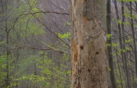 Totholz, © Naturpark Purkersdorf/G.Orosel