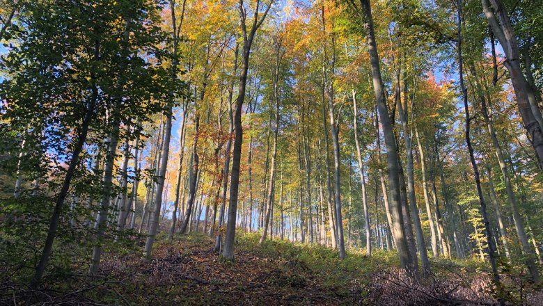 Herbstwald: Nachhaltige Waldbewirtschaftung, © Naturpark Purkersdorf