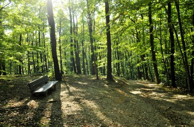 Recreation under the beech canopy, © Naturpark Purkersdorf