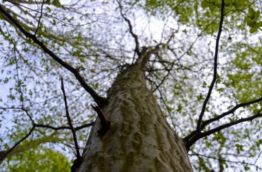 Baumkrone der Buche, © Naturpark Purkersdorf/G.Orosel