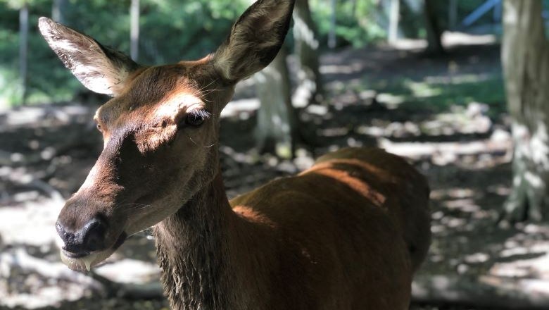 Wildtiergehege: Hirschkuh, © Naturpark Purkersdorf/Orosel