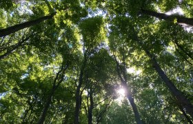 Forest in the summer, © Naturpark Purkersdorf