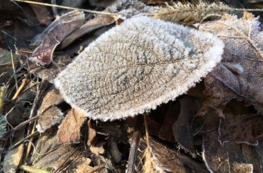 Raureif im Winter, © Naturpark Purkersdorf/Orosel