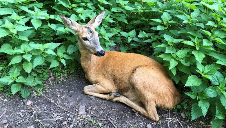 Wildtiergehege: Reh, © Naturpark Purkersdorf