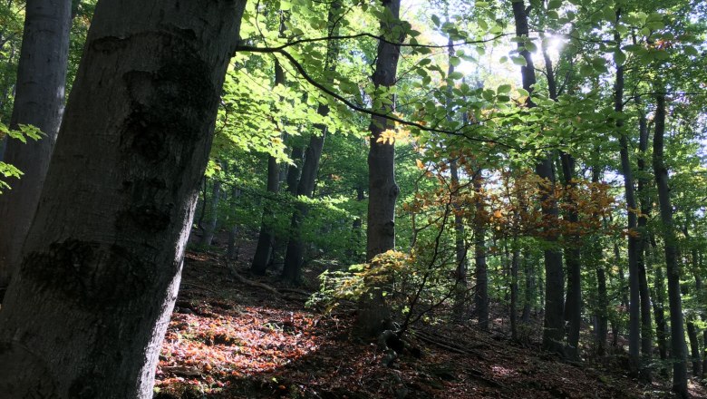 Sanfte Waldbewirtschaftung im Naturpark, © Naturpark Purkersdorf