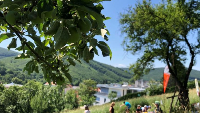 Veranstaltung: Einsatztag Feihlerhöhe mit Schulklassen im Juni, © Naturpark Purkersdorf