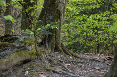 Waldgesellschaft, © Naturpark Purkersdorf/G.Orosel