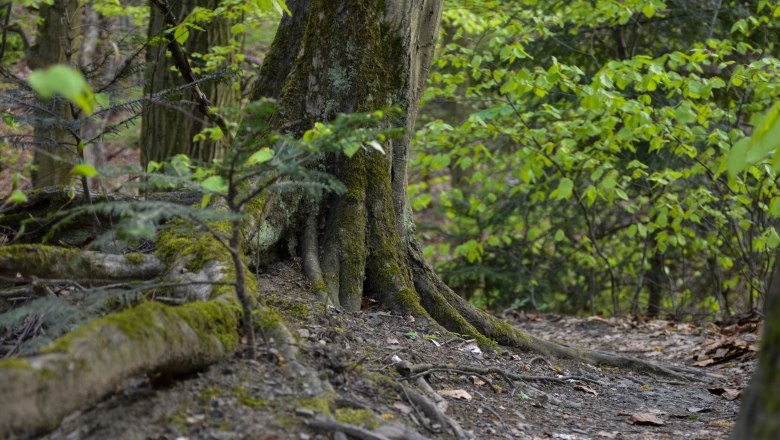 Waldgesellschaft, © Naturpark Purkersdorf/G.Orosel