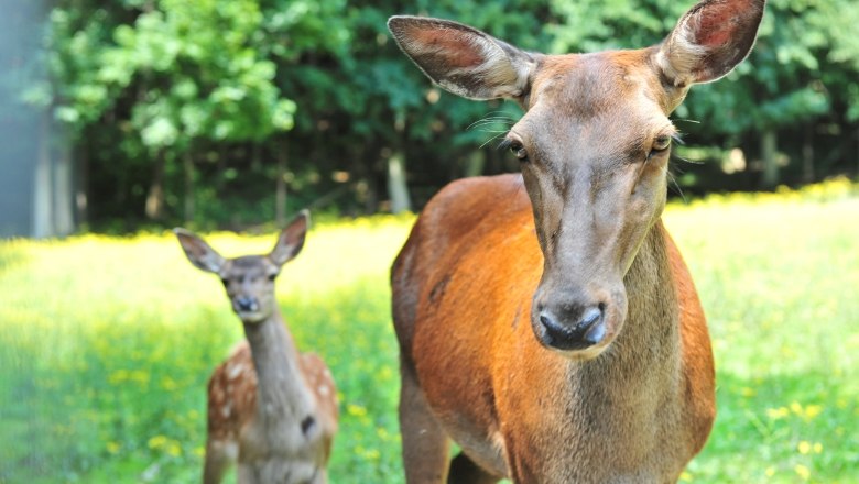 Wildtiergehege: Hirschkuh mit Nachwuchs, © POV