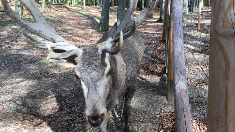 Wildtiergehege: Hirsche Deutschwald