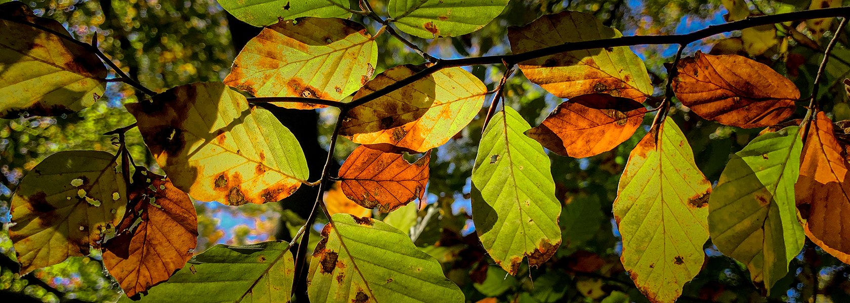 Nature park in fall, © Naturpark Purkersdorf