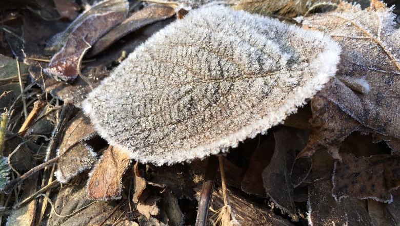 Raureif im Winter, © Naturpark Purkersdorf/Orosel