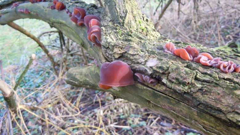 Judasohr, ein essbarer Winterpilz, © Gerit Fischer