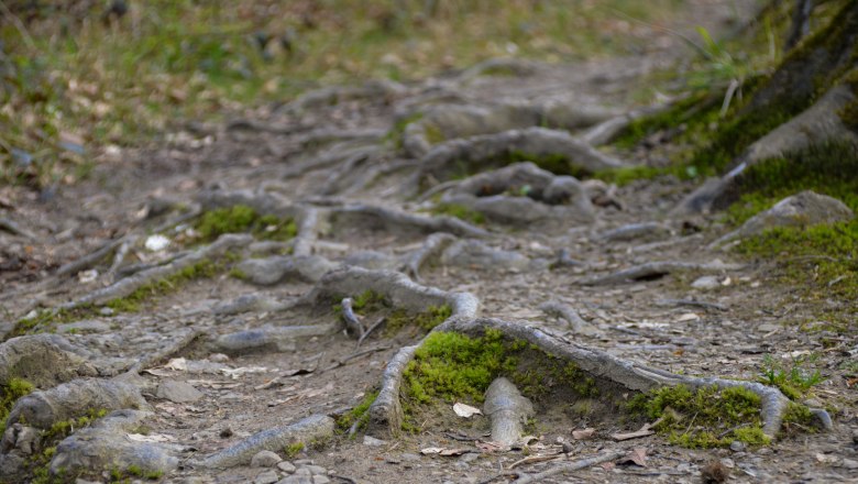 Wurzeln der Rotbuche, © Naturpark Purkersdorf/G.Orosel