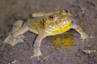 Is this a &quot;yellow-bellied toad&quot;?, © ShareAlike 4.0 International (CC BY-SA 4.0)