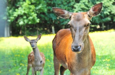 Wildtiergehege: Hirschkuh mit Nachwuchs, © POV