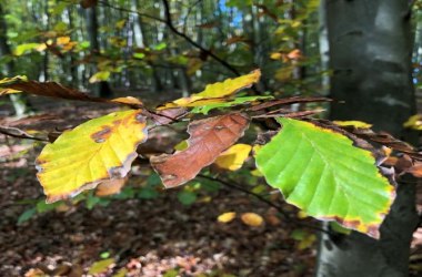 Herbst im Naturpark, © Naturpark Purkersdorf