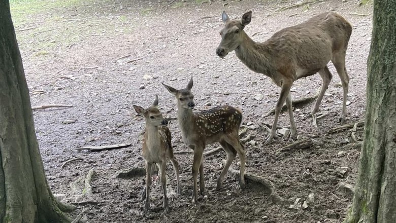 offspring in the red deer enclosure, © Naturpark Purkersdorf/G.Orosel