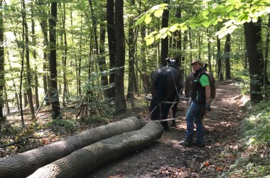 Projekt: Zugpferd Naturpark - Sanfte Waldbewirtschaftung, © Naturpark Purkersdorf