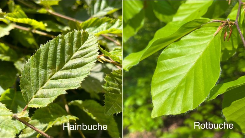 Hainbuche vs. Rotbuche, © Naturpark Purkersdorf/G.Orosel