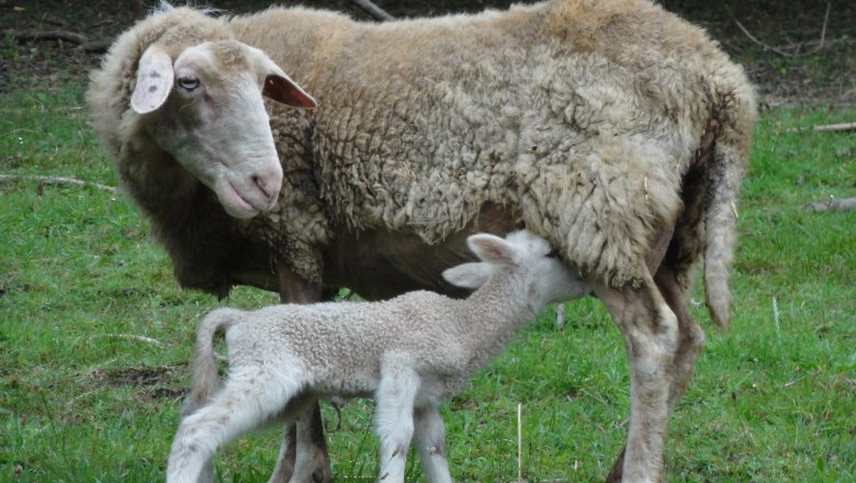 Tiergehege: Schafe auf der Kellerwiese, © Naturpark Purkersdorf