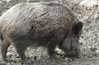 Wildtiergehege: Wildschweinkeiler, © Naturpark Purkersdorf