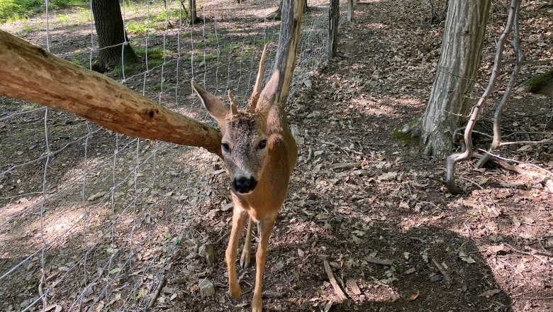 New deer enclosure, © Naturpark Purkersdorf