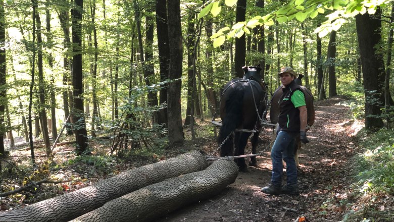 Draw Horse Nature Park - Gentle Forest Management , © Naturpark Purkersdorf