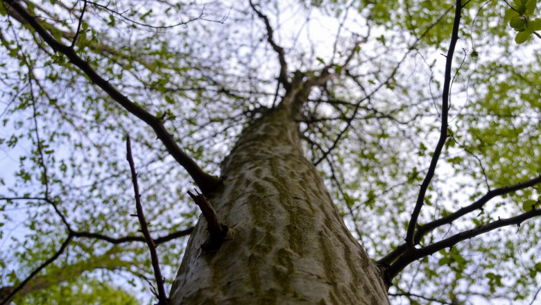 Baumkrone der Buche, © Naturpark Purkersdorf/G.Orosel